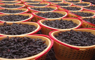 南靖金線蓮 鮮品金草，空運直達，養顏補腎的天然瑰寶